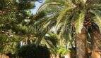 Gepflegter Garten mit Palmen und Bäumen des rustikalen Hauses in S'Aranjassa, Palma de Mallorca.