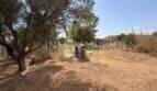 Weitläufiges, trockenes Grundstück mit Olivenbaum und Brunnen der Finca in Llucmajor, Mallorca
