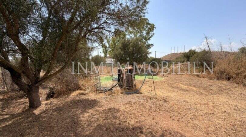 Weitläufiges, trockenes Grundstück mit Olivenbaum und Brunnen der Finca in Llucmajor, Mallorca