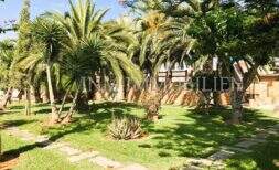 Well-maintained garden with palm trees, aloe vera and natural stone path of the rustic house in S'Aranjassa, Palma