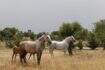 Spacious paddock with horses on the property in Marratxí, surrounded by trees and Mediterranean landscape.