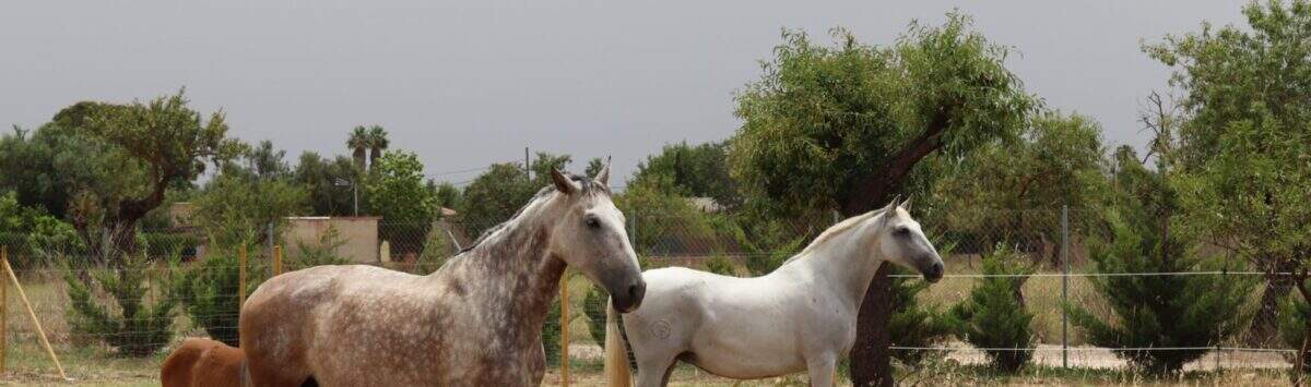 Amplio paddock con caballos en la propiedad en Marratxí, rodeado de árboles y paisaje mediterráneo.
