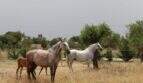 Amplio paddock con caballos en la propiedad en Marratxí, rodeado de árboles y paisaje mediterráneo.