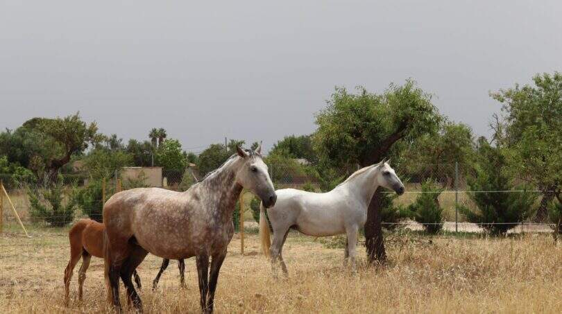Amplio paddock con caballos en la propiedad en Marratxí, rodeado de árboles y paisaje mediterráneo.