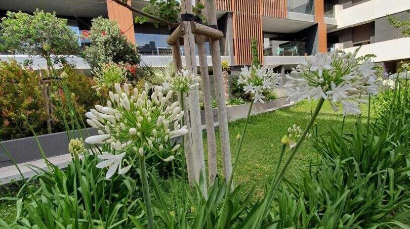 Gepflegter Innengarten mit weißen Agapanthus-Blüten und modernem Wohnkomplex in Nou Llevant, Palma