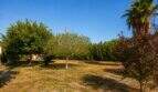 Amplio terreno de la Finca en Lloret de Vistalegre con palmeras, árboles frutales y hierba seca bajo cielo azul.