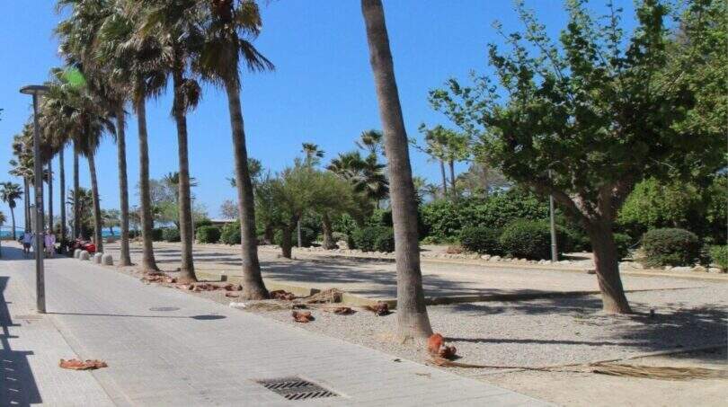 Strandnahe Promenade mit Palmen und Grünanlagen in Palma de Mallorca, fußläufig zum Meer