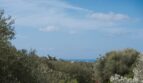 Panoramablick über Olivenhaine auf das Meer bei Marratxí, typische mediterrane Landschaft der Villa.