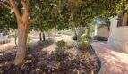Mediterraner Garten der Finca in S'Illot mit großem Schattenbaum, Bepflanzung und gepflastertem Weg.