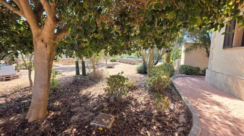 Mediterraner Garten der Finca in S'Illot mit großem Schattenbaum, Bepflanzung und gepflastertem Weg.