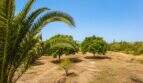 Weitläufiges Grundstück der Finca mit Palmen, Obstbäumen und trockenem Gras unter blauem Himmel.