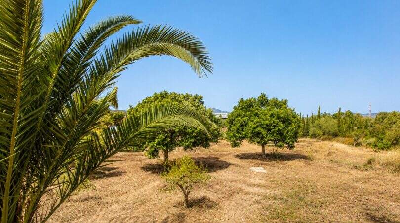 Weitläufiges Grundstück der Finca mit Palmen, Obstbäumen und trockenem Gras unter blauem Himmel.
