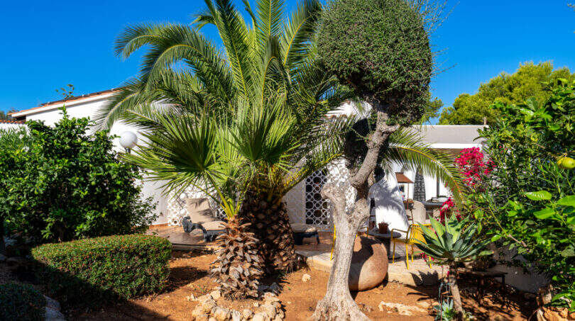 Mediterranean garden of the sea view villa in Cala Murada with palm trees, olive tree and lush vegetation