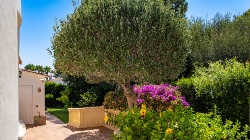 Mediterrane Gartenoase mit Olivenbaum, Bougainvillea und Hibiskus an der Villa in Cala Murada.