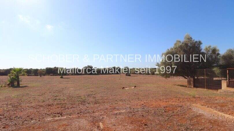 Spacious grounds of the finca in Son Carrió with red earth, trees and clear sky.