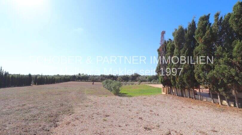 Spacious grounds of the finca in Son Carrió with gravel path, cypress trees and clear sky.