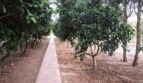 Gepflegter Obstgarten der Finca in Manacor mit Zitrusbäumen, Bewässerungssystem und gestaltetem Gartenweg.