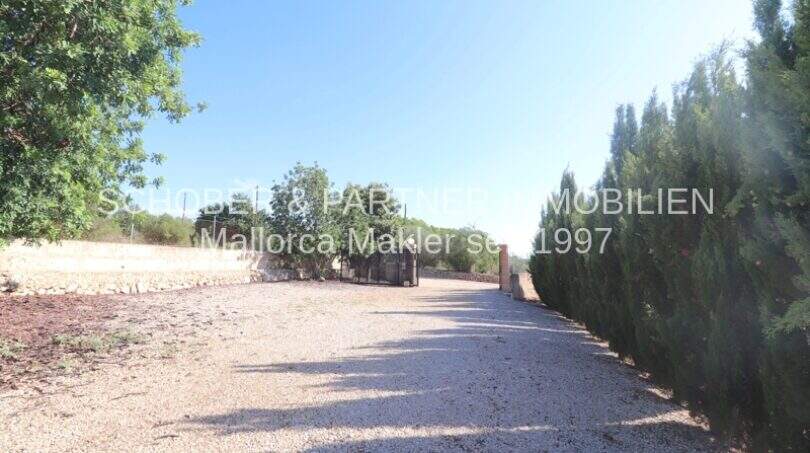 Gravel path to the finca in Son Carrió, lined with cypress trees and stone wall under blue sky.