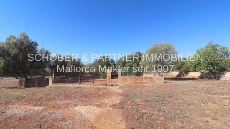 Spacious grounds with entrance gate, red clay soil and old olive trees of a finca in Son Carrió.