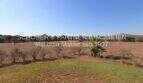 Spacious grounds of the finca in Son Carrió with palm trees, shrubs and view of the Mallorcan countryside.