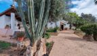 Camino de acceso enlosado de una finca cerca de Inca con gran cactus, olivos y casa de campo blanca