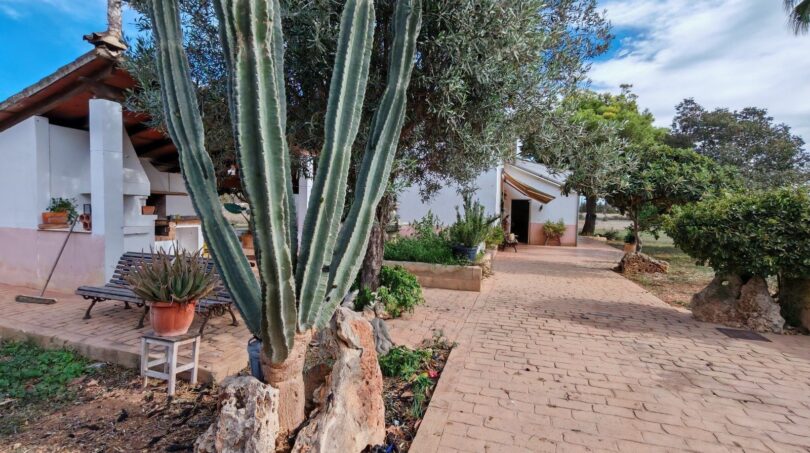 Camino de acceso enlosado de una finca cerca de Inca con gran cactus, olivos y casa de campo blanca