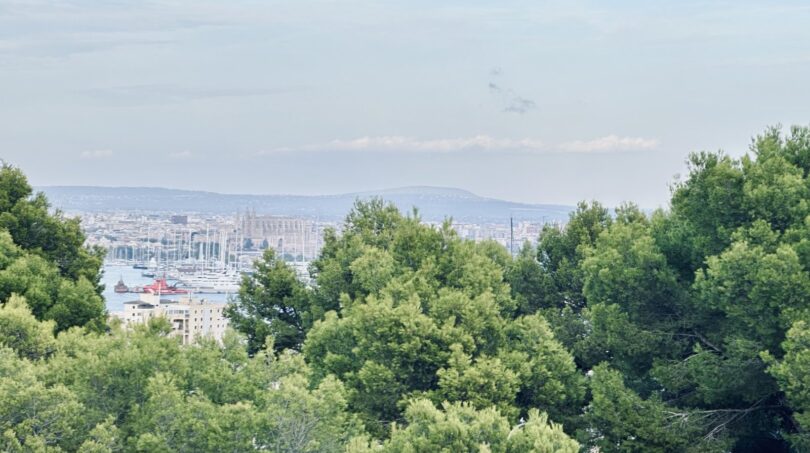 Vista panorámica del puerto de Palma y la Catedral La Seu a través de copas de árboles verdes