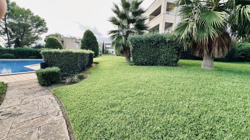 Jardín comunitario cuidado con piscina, palmeras y superficie de césped verde de la comunidad La Bonanova, Palma