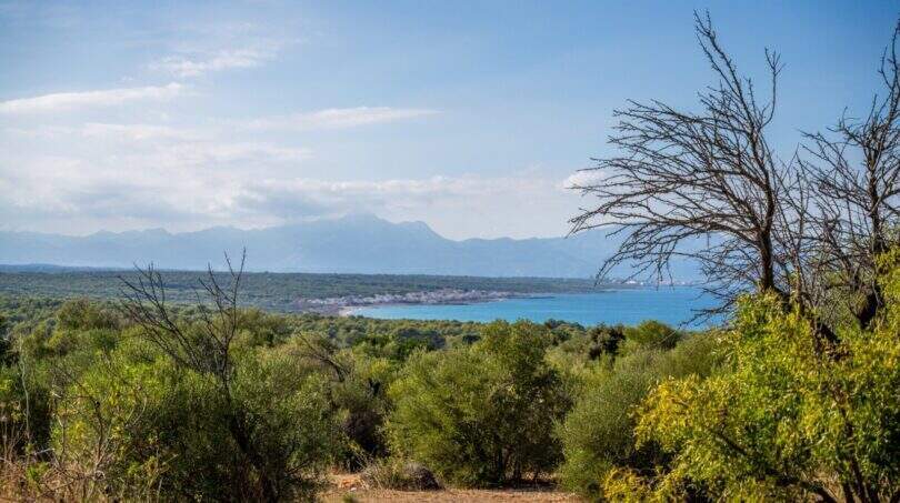 Panoramic view from the finca property of the sea and the mountains of Mallorca, surrounded by Mediterranean vegetation.