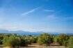 Olive grove with sea view and mountain panorama of the finca in Colònia de Sant Pere