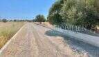 Gravel path to the finca in Campos, lined with olive trees and white wall, typical Majorcan landscape.