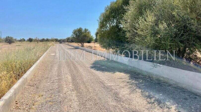 Gravel path to the finca in Campos, lined with olive trees and white wall, typical Majorcan landscape.