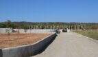 Access to the finca in Campos with concrete driveway, terracing and young trees in front of hilly landscape