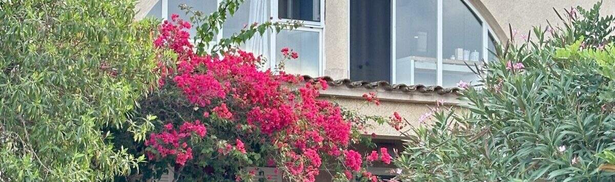 Außenansicht der Mallorca-Finca in Marratxí mit Bougainvillea, großem Rundbogenfenster und mediterranem Garten.