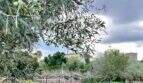 Olivenhain mit Gemüsegarten, Steinmauer und historischem Turm auf Mallorca-Finca in Marratxí