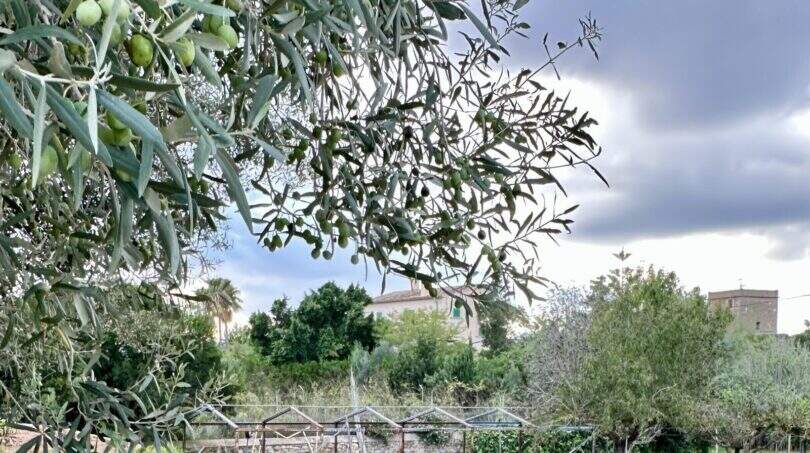 Olivenhain mit Gemüsegarten, Steinmauer und historischem Turm auf Mallorca-Finca in Marratxí